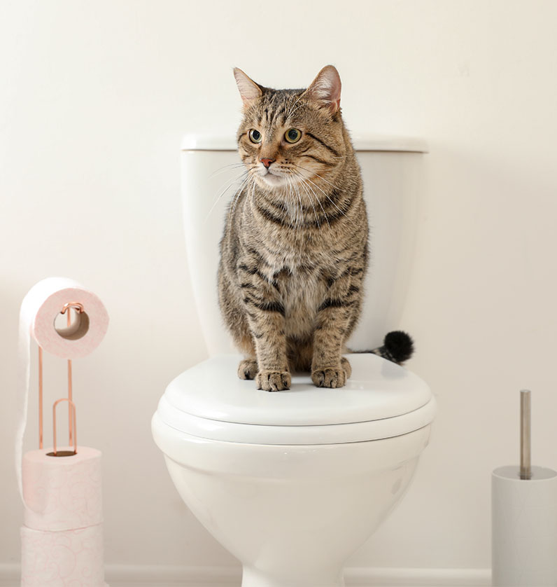 CatGuard – Enzymatic Cat Urine & Odour Remover Spray